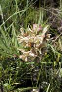 صورة Pachycarpus coronarius E. Mey.