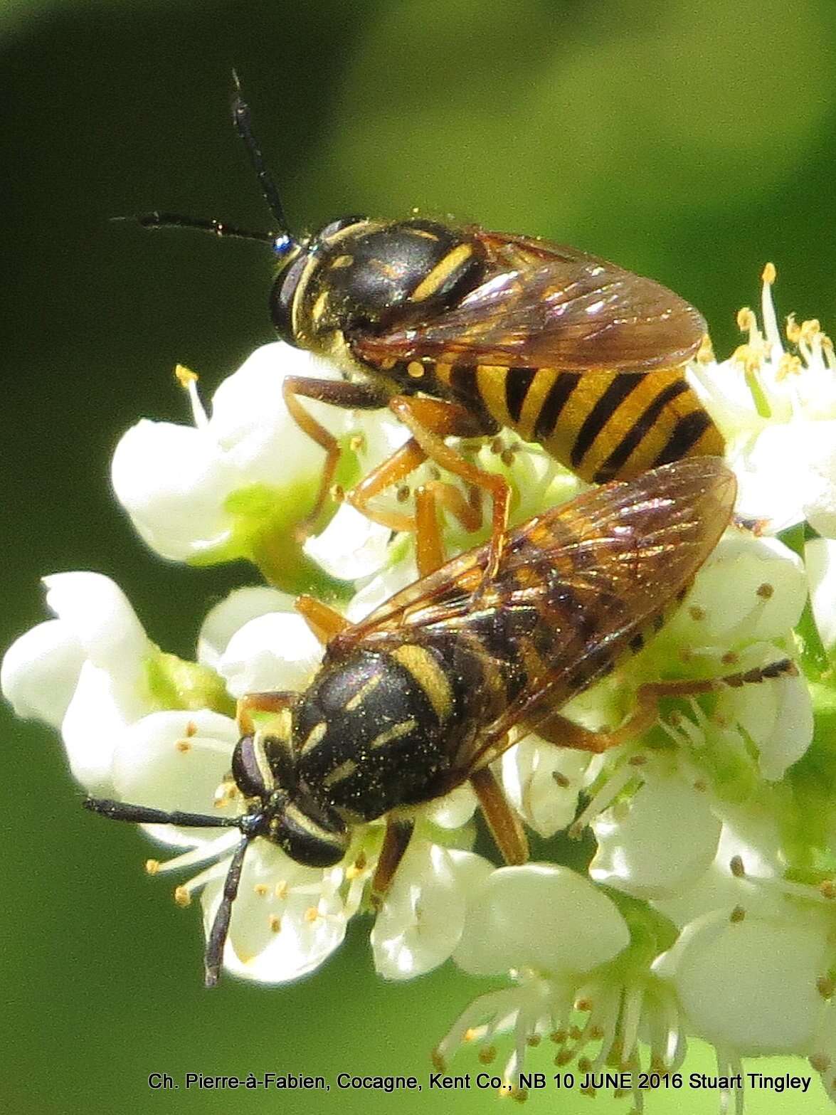 Sivun Sphecomyia vittata (Wiedemann 1830) kuva