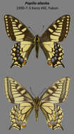 Image of <i>Papilio machaon aliaska</i>