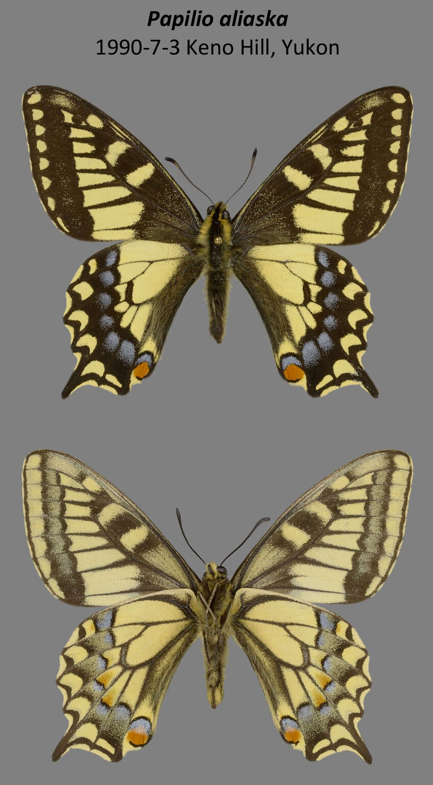 Imagem de <i>Papilio machaon aliaska</i>