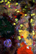 Image of Sunset cup coral