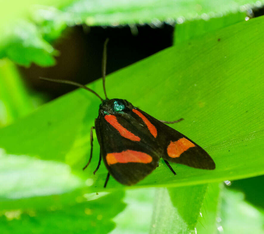 Image of Cyanopepla jucunda Walker 1854