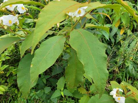 Image of Solanum variabile Mart.