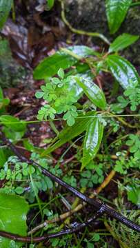 صورة Boenninghausenia albiflora (Hook.) Rchb. ex Meisn.