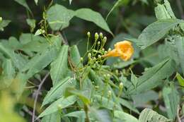 Ipomoea aurantiaca L. O. Williams resmi