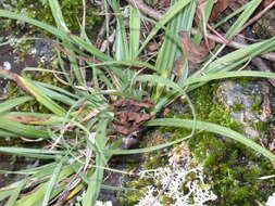 Image of Rocky Mountain sedge