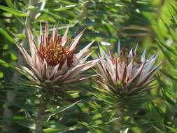 Image of Macledium zeyheri subsp. argyrophyllum (Oliv.) S. Ortiz