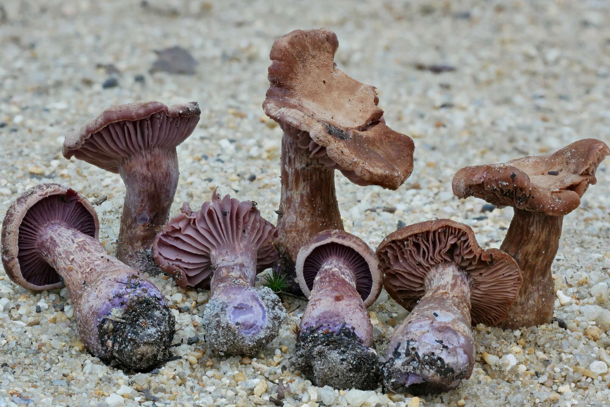 Image of Laccaria trullisata (Ellis) Peck 1912