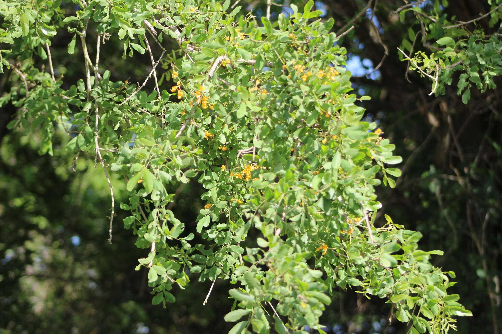 Image of Geoffroea spinosa Jacq.