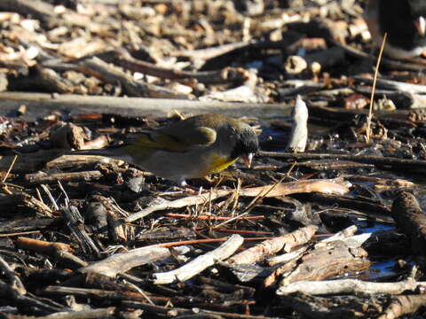 Image of Lawrence's Goldfinch