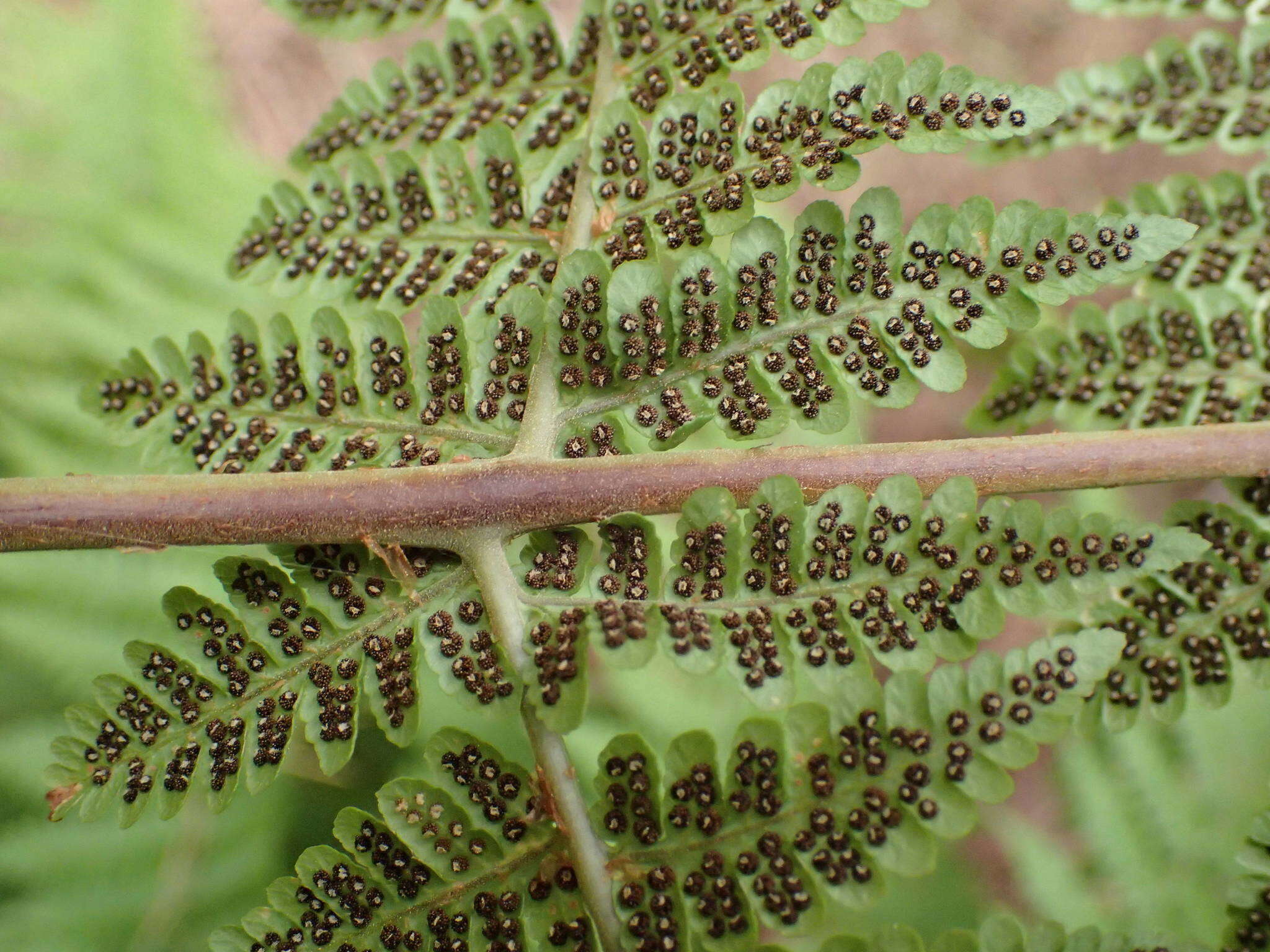 Image of Dryopteris oligodonta (Desv.) Pic. Serm.