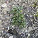 Potentilla hookeriana Lehm. resmi