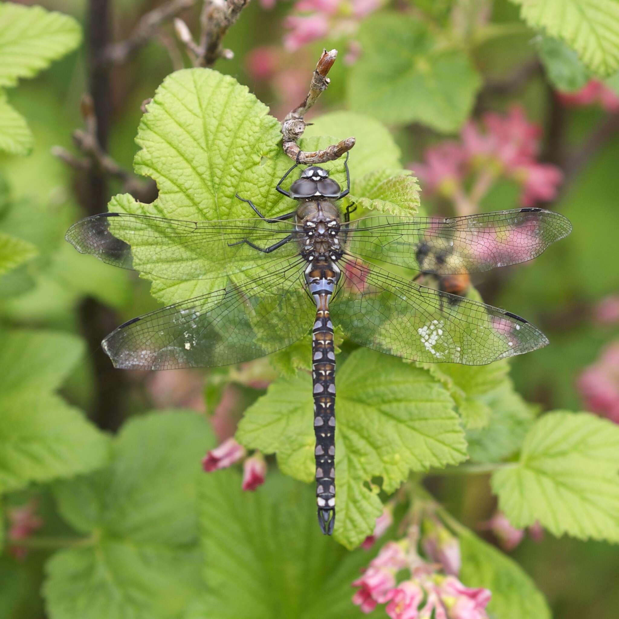 Image of California Darner