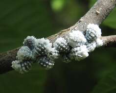 Image of Woolly Alder Aphid