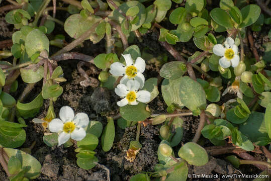 Image of Gila River Water-Hyssop