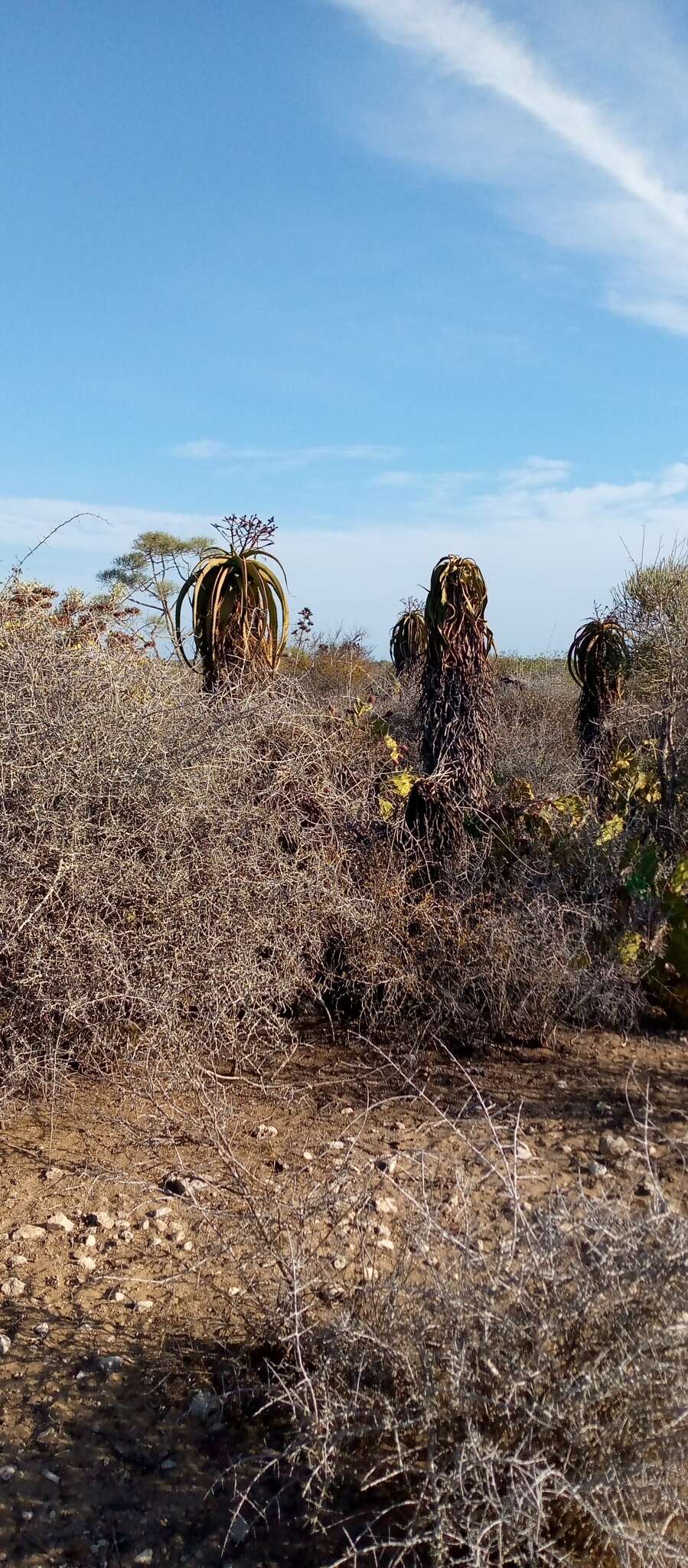 Image de Aloe vaotsanda Decary