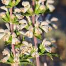 Image of Phlomoides septentrionalis (Popov) Adylov, Kamelin & Makhm.