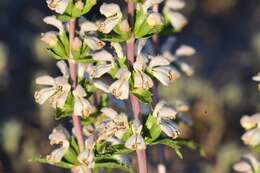 Image of Phlomoides septentrionalis (Popov) Adylov, Kamelin & Makhm.