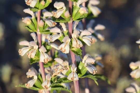 صورة Phlomoides septentrionalis (Popov) Adylov, Kamelin & Makhm.