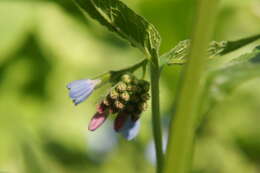 Image of prickly comfrey