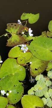 Image of Nymphoides hydrophylla (Loureiro) Kuntze