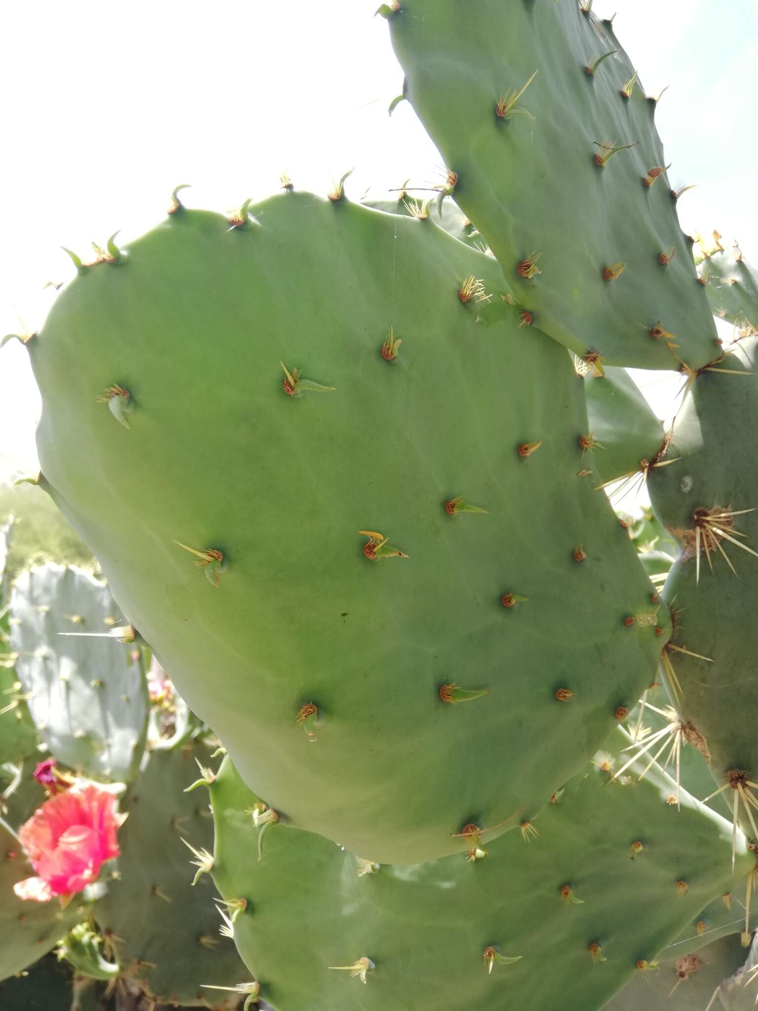 Opuntia gomei的圖片