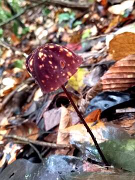 Imagem de Marasmius amazonicus Henn. 1904