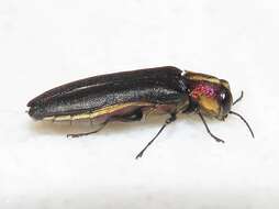 Image of Agrilus vittaticollis (Randall 1838)