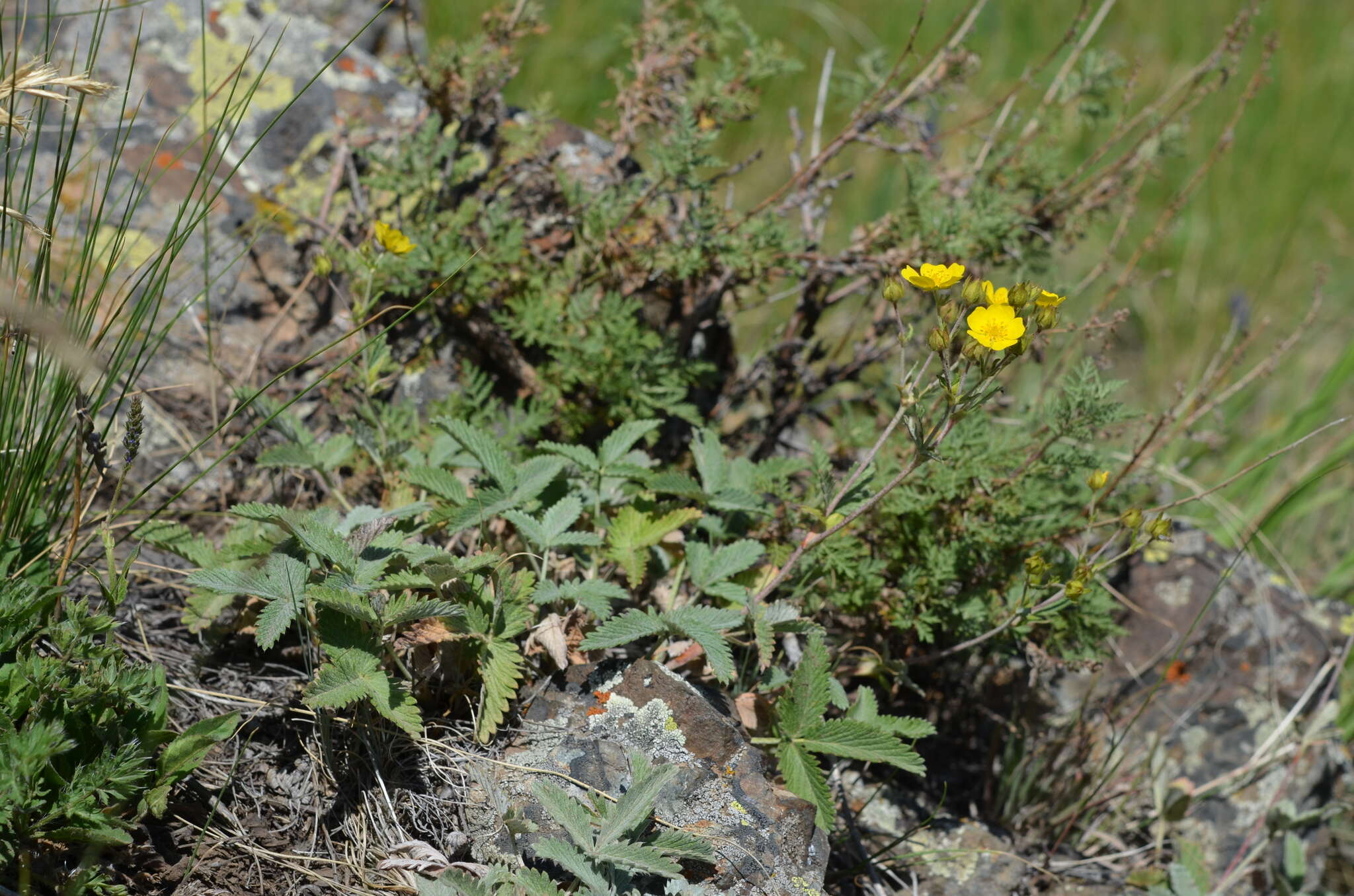 Image of Potentilla nervosa Juz.