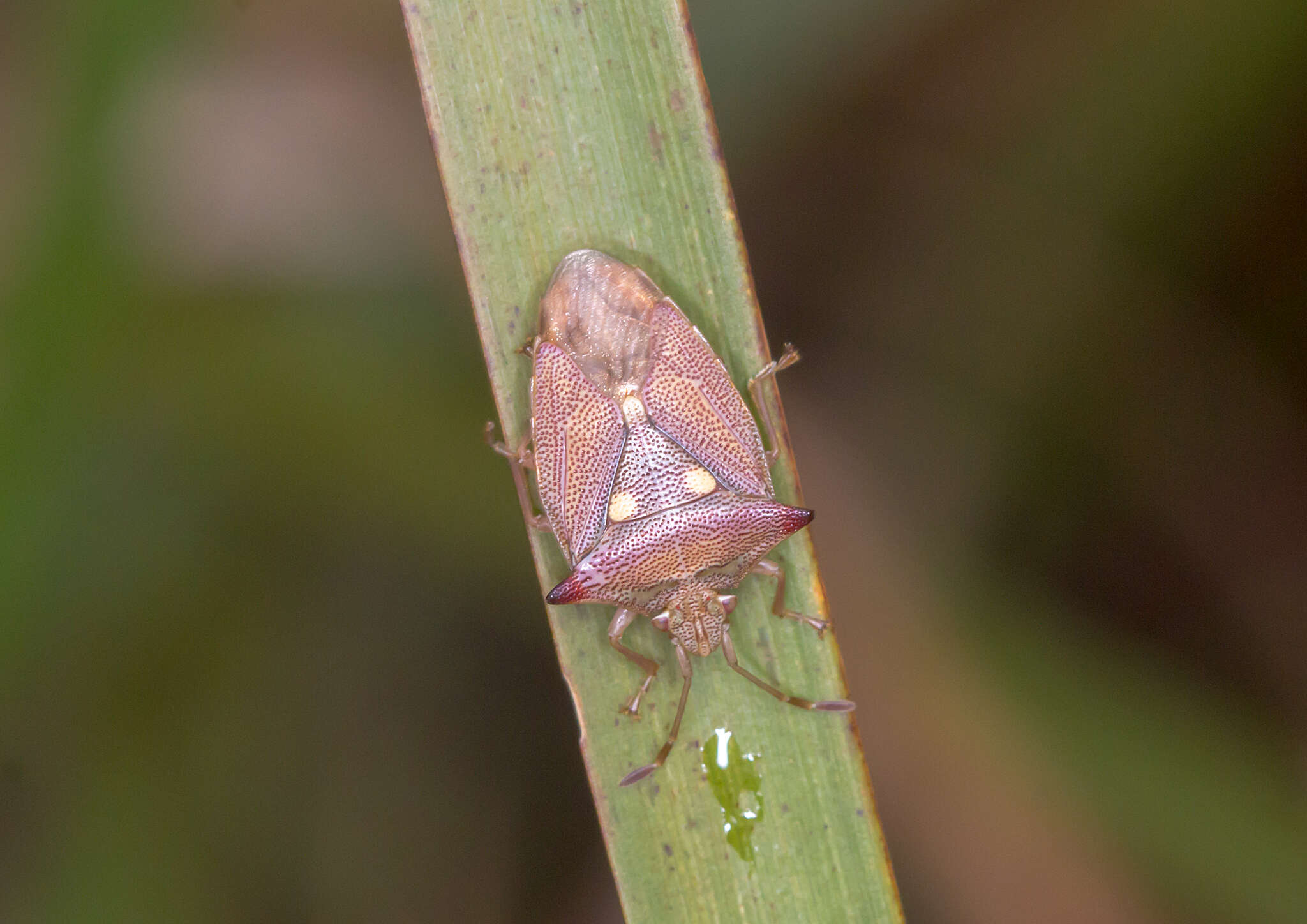 Image of <i>Hiarchas angularis</i>