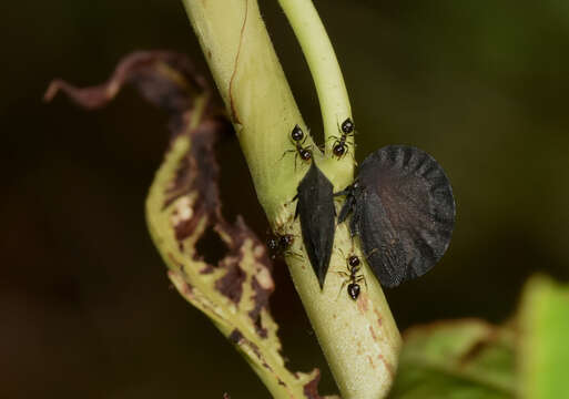 Image of Membracis foliatafusca De Geer