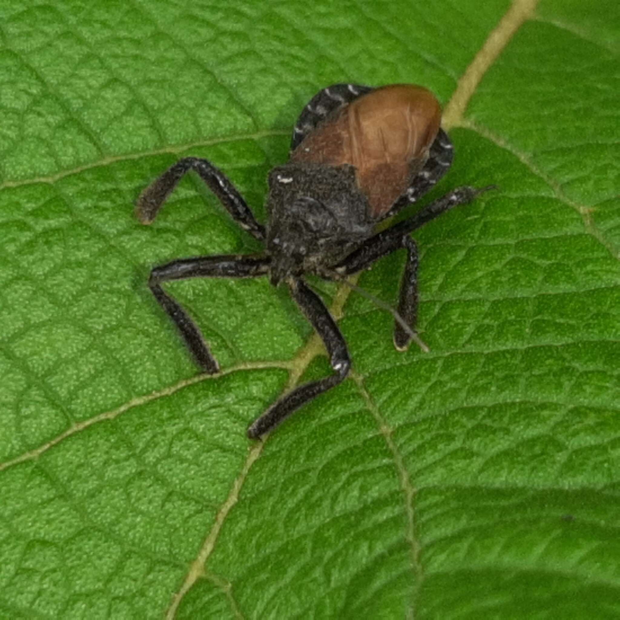 Plancia ëd Apiomerus subpiceus Stål 1862