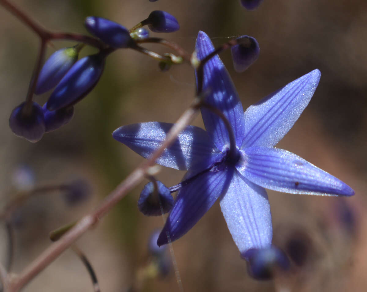 Image of Dianella nervosa R. J. F. Hend.