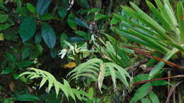 Image of Maxillaria inaudita Rchb. fil.