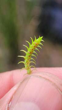 Image of Selaginella pygmaea (Kaulf.) Alston