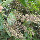 Sciodaphyllum epiphyticum (A. C. Sm.) Lowry, G. M. Plunkett & M. M. Mora的圖片