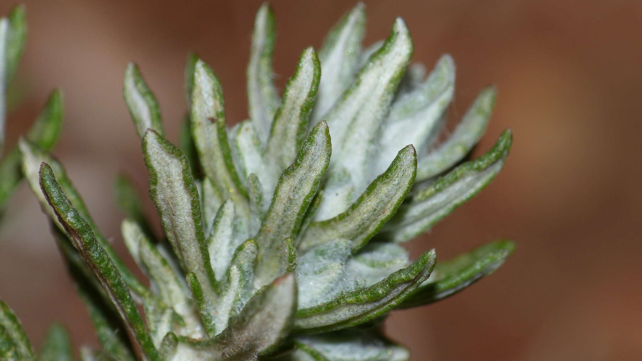 Image of Helichrysum rosum (Berg.) Less.