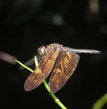 Слика од Rhyothemis obsolescens Kirby 1889