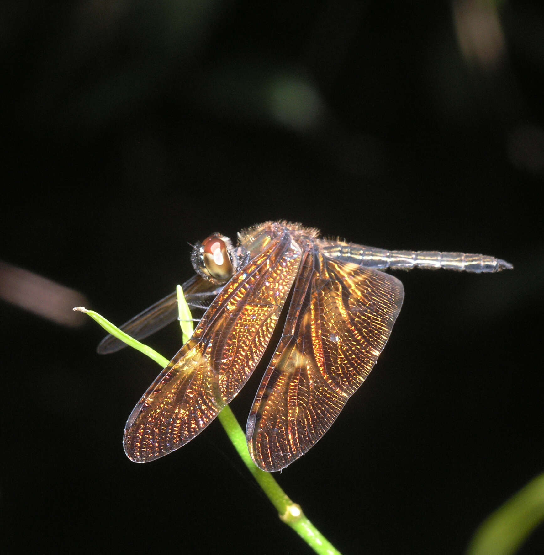 Слика од Rhyothemis obsolescens Kirby 1889