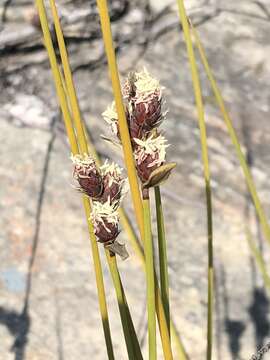 Image of Hypodiscus synchroolepis (Steud.) Mast.