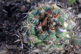 Imagem de Coryphantha ottonis (Pfeiff.) Lem.