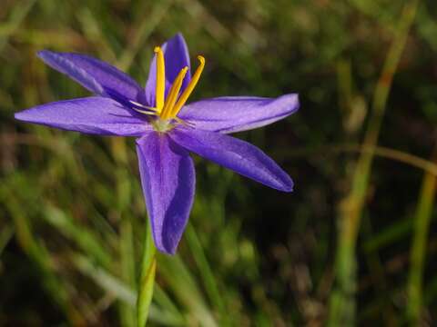 Imagem de Nemastylis floridana Small