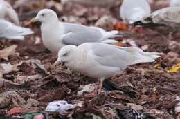 Image of Iceland gull