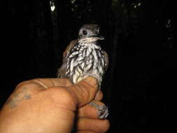 Image of Bornean Wren-Babbler