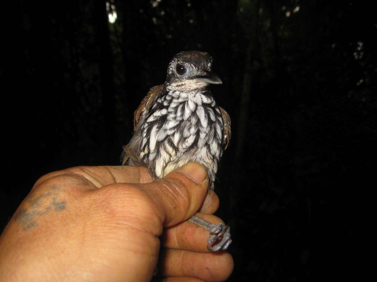 Plancia ëd Ptilocichla leucogrammica (Bonaparte 1850)