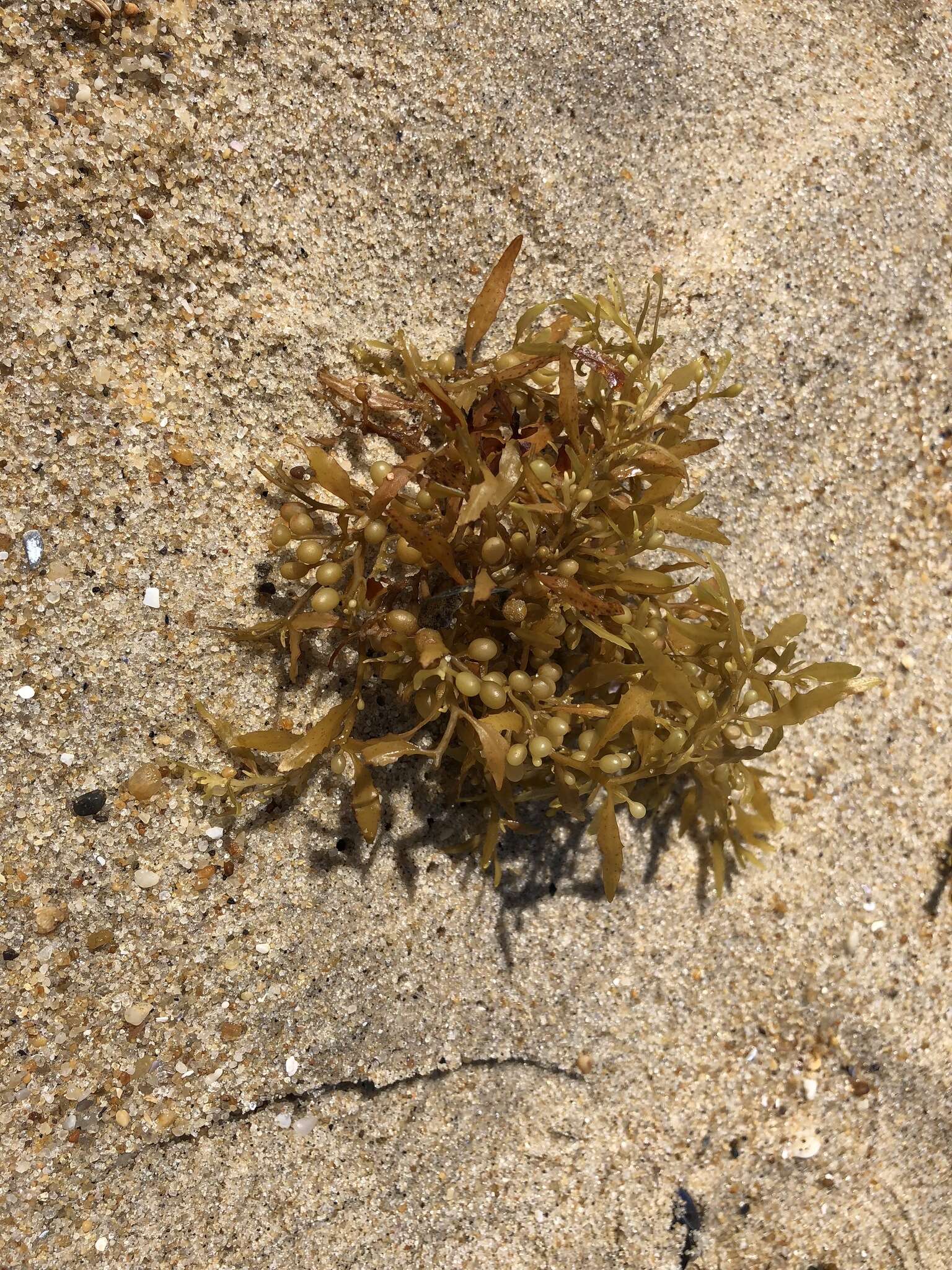 Image of gulf weed