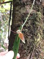 Image of Pleurothallis nuda (Klotzsch) Rchb. fil.