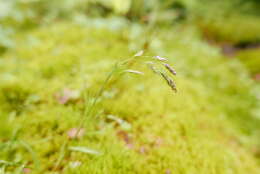 صورة Deschampsia atropurpurea (Wahlenb.) Scheele