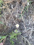 Image of Goose daisy