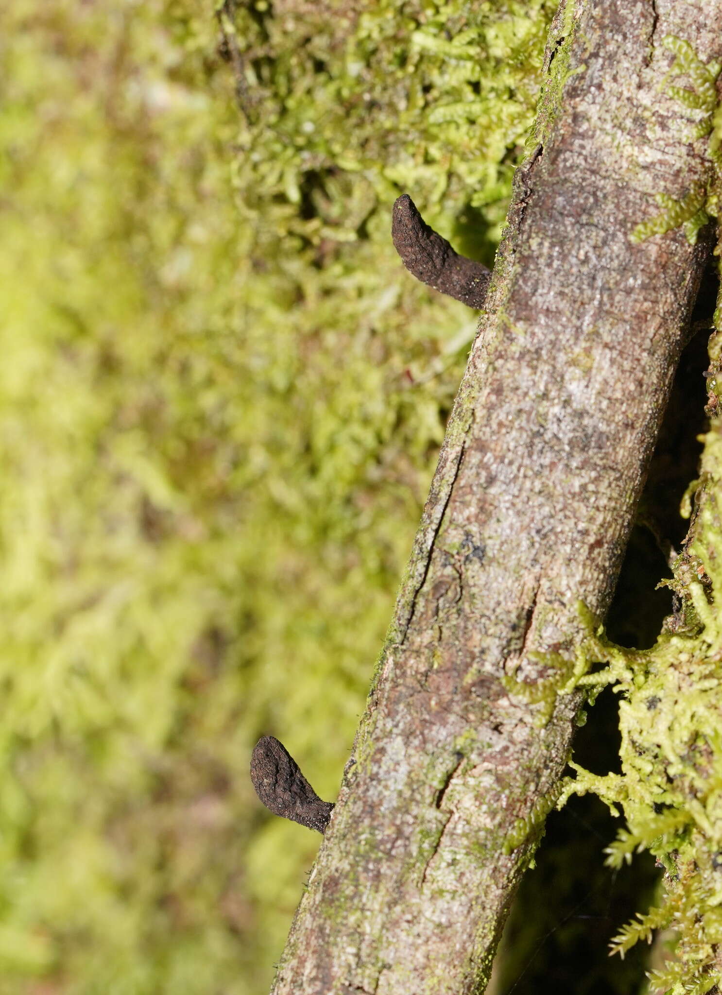 Imagem de Xylaria castorea Berk. 1855